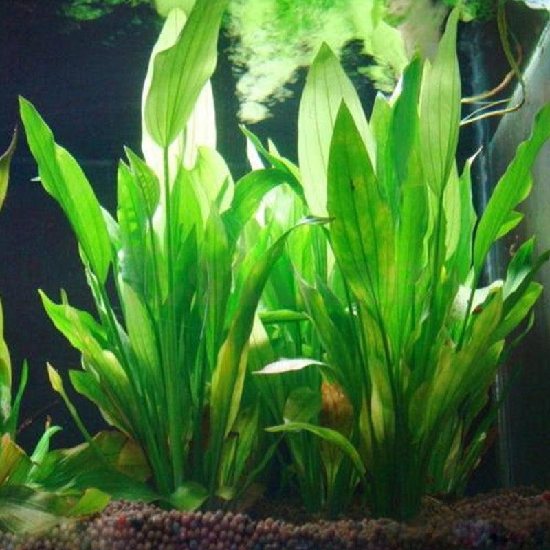 Sztuczne rośliny wodne do akwarium
